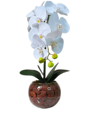 Arranjo de Orquídea Permanentes G Mix de cores Amanda Flores